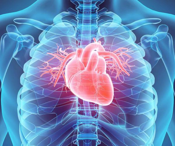 transparent view of the body with heart highlighted