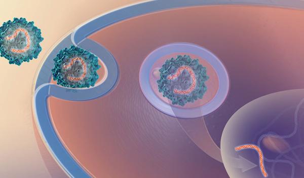 diagram showing a virus entering a cell and delivering a gene into its nucleus