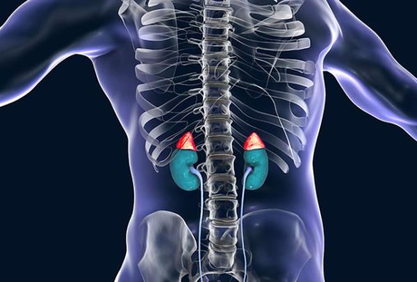 adrenal glands highlighted on top of the kidneys in a see-through body
